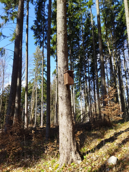 Búdka