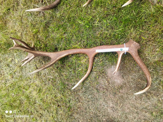 Kráľ