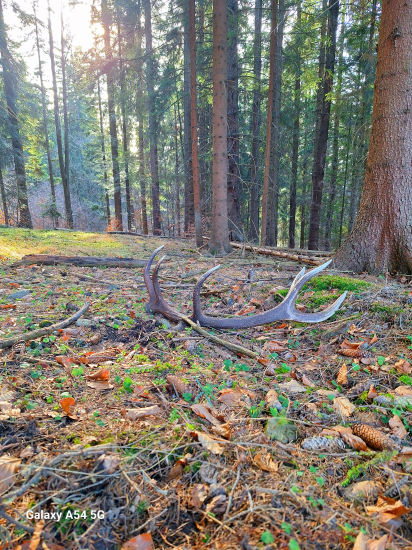 Pod korunami vysokých smrekov.