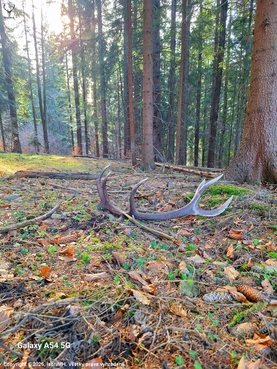 Pod korunami vysokých smrekov.