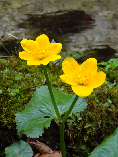 Záružlie močiarne