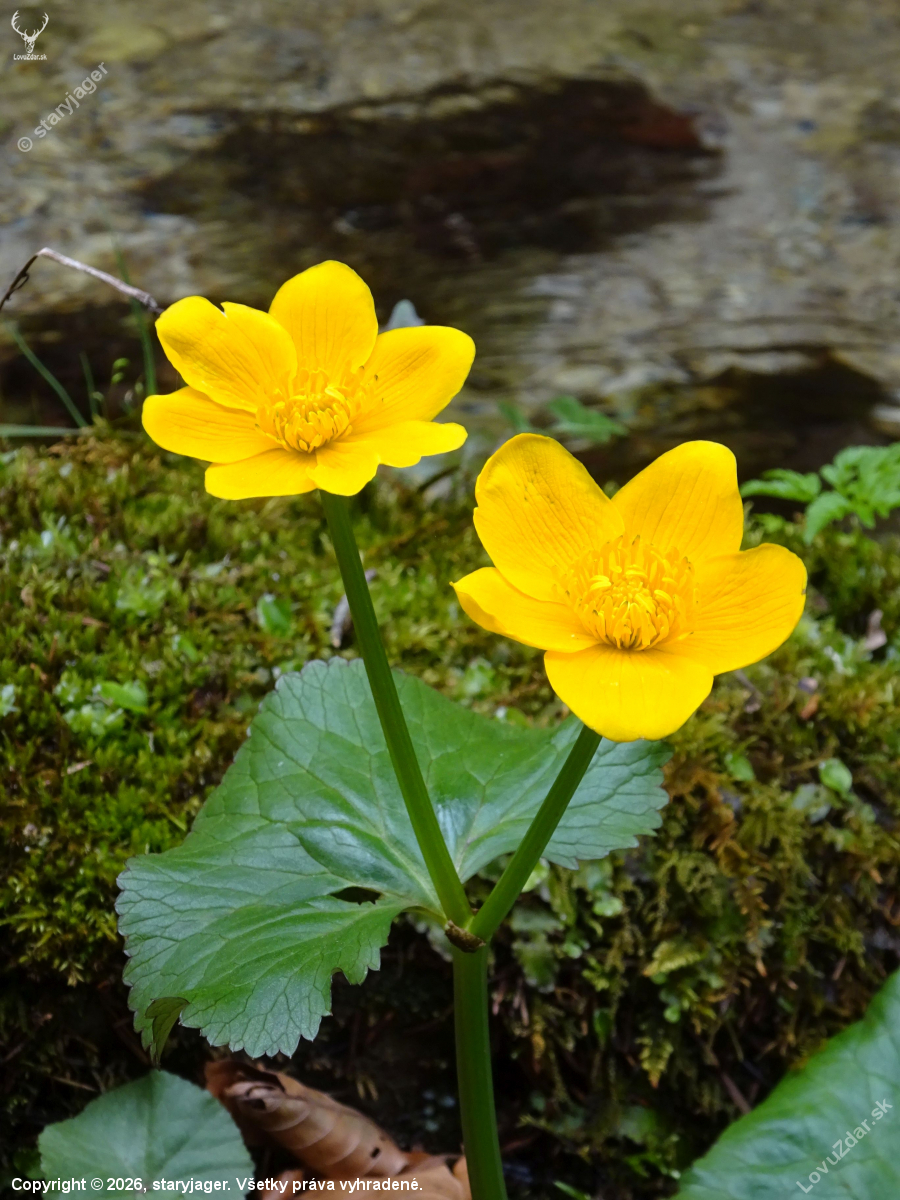 Záružlie močiarne