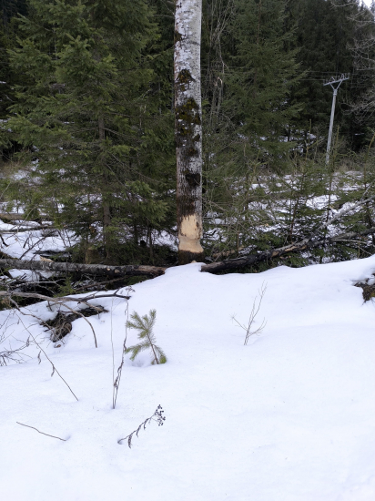 Teraz dal asi 4-hrýzy