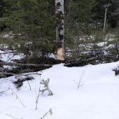 Teraz dal asi 4-hrýzy