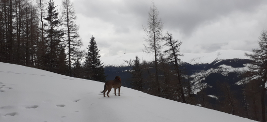 V pozadi Kráľová Hoľa.