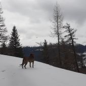 V pozadi Kráľová Hoľa.