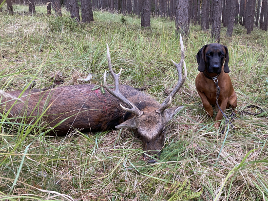 Sika