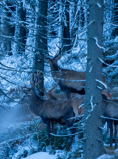 Jeleňia spoločnosť