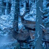 Jeleňia spoločnosť