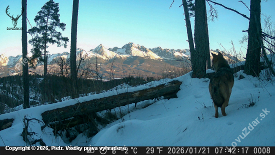 Vlk a panoráma tatier