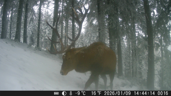 Jeleň v zasneženom lese