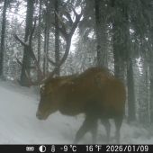 Jeleň v zasneženom lese