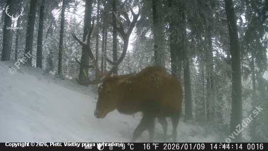 Jeleň v zasneženom lese