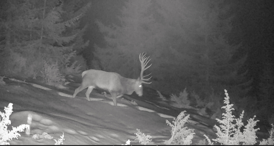 Vychodeným chodničkom