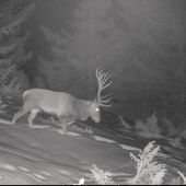 Vychodeným chodničkom