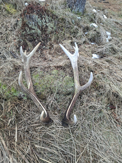 Minuloročné zhodíky