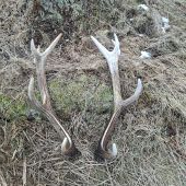 Minuloročné zhodíky