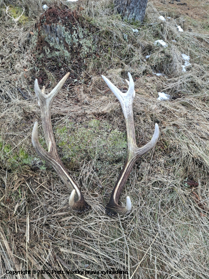 Minuloročné zhodíky