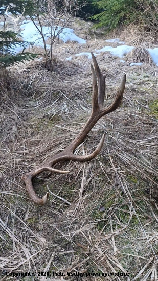 Srdiečko podskočilo