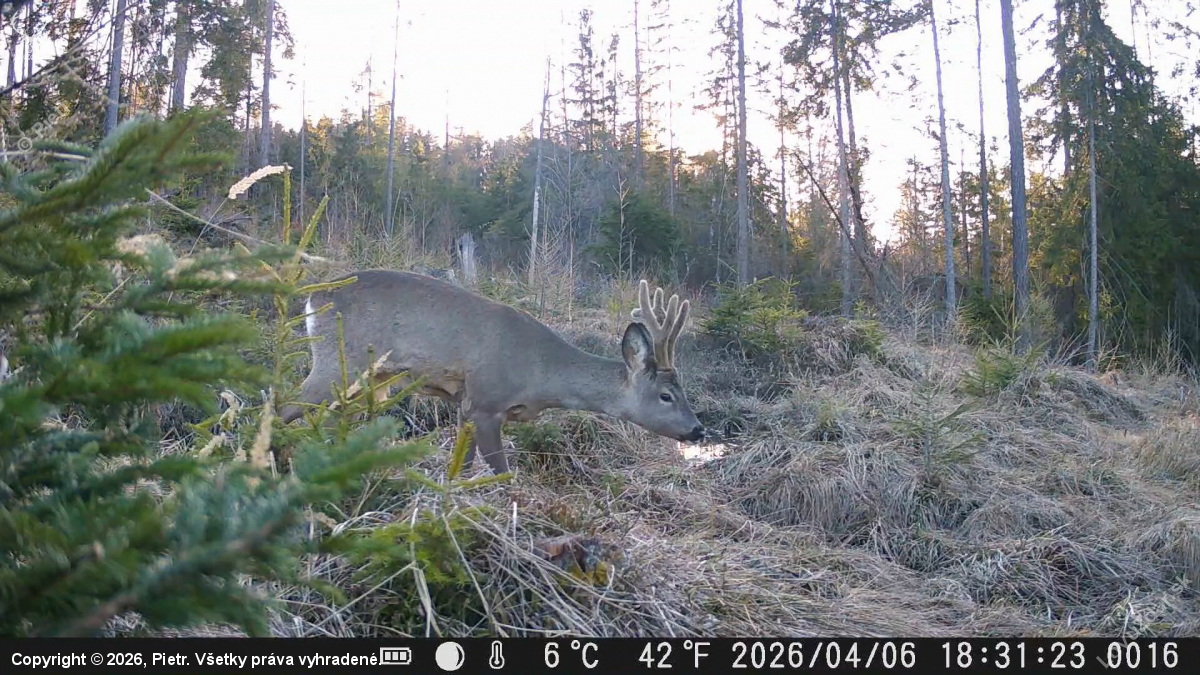 Čochvíľa vytlčie