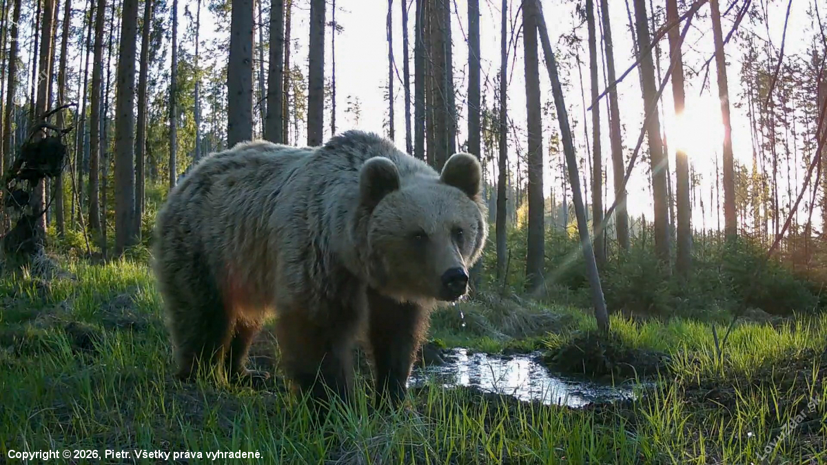 Macko