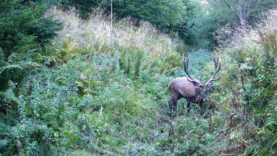 Krásny 14torak
