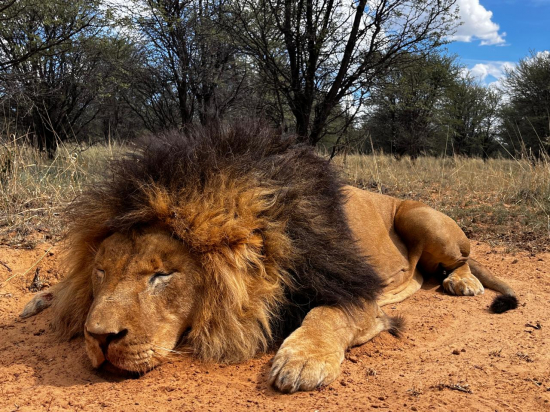 lov leva v Afrike s AB-Centrum safari