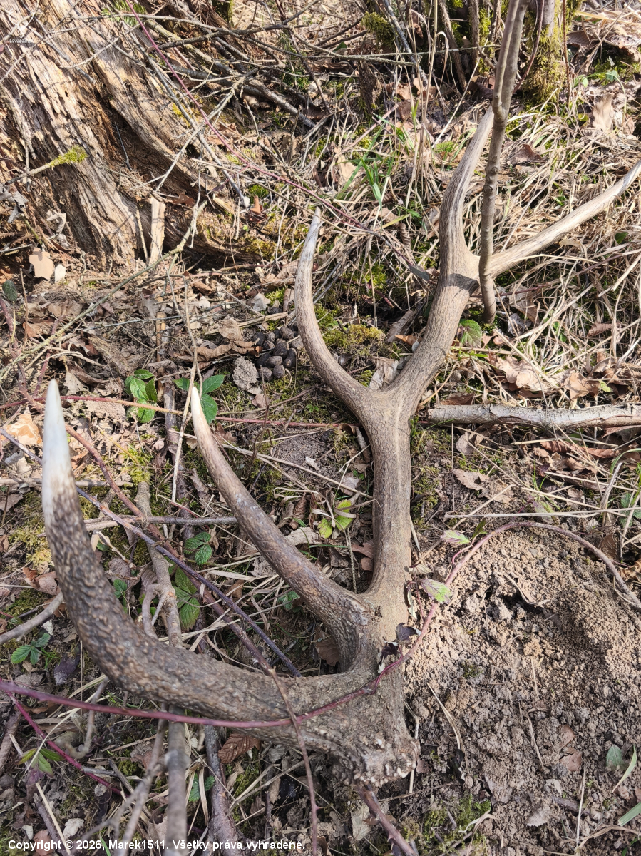 Keď sa ponáhľaš a skoro zakopneš