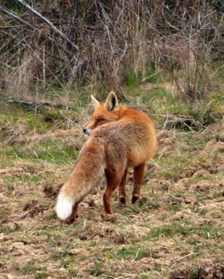 zamyslená hrdzaňa :)