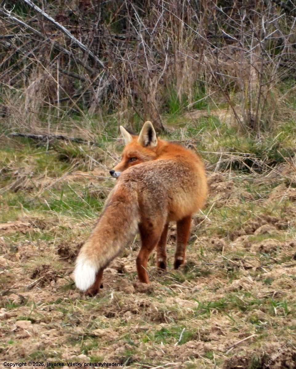 zamyslená hrdzaňa :)
