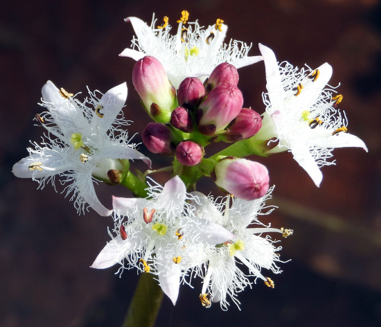 vachta trojlistá - menyanthes trifoliata