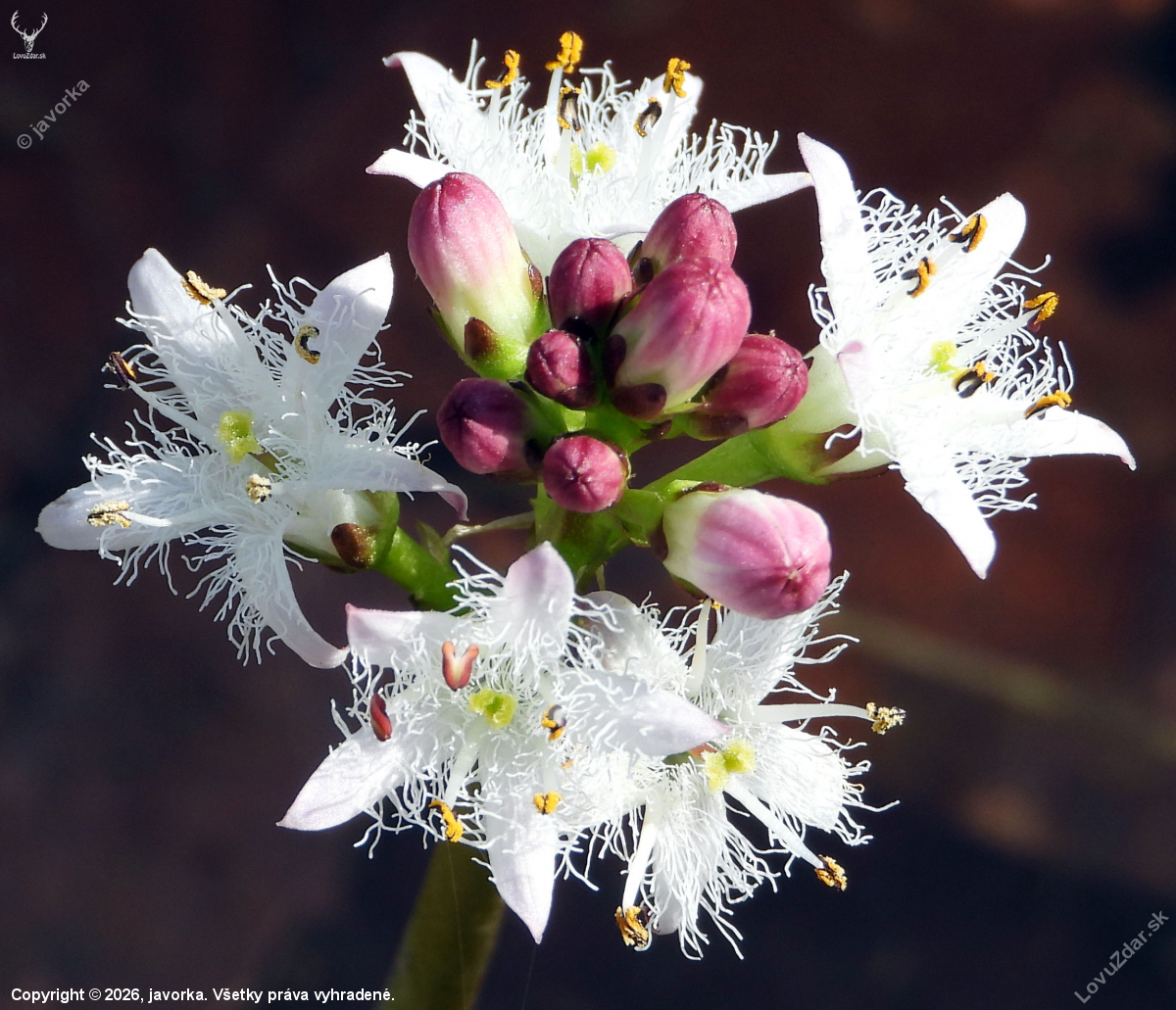 vachta trojlistá - menyanthes trifoliata