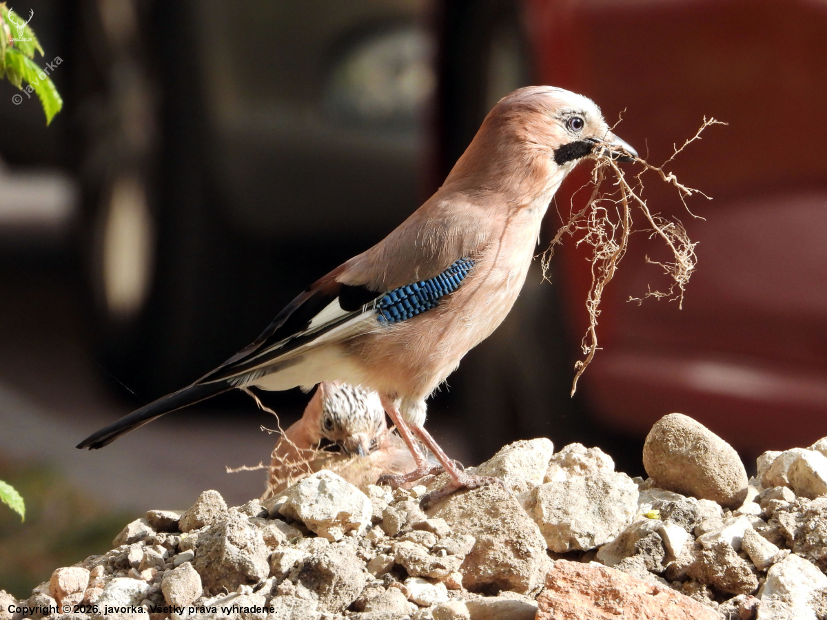 sojka obyčajná - garrulus glandarius