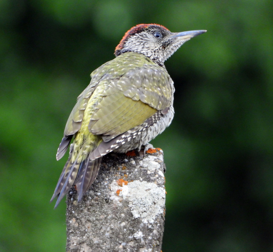 žlna zelená - picus viridis