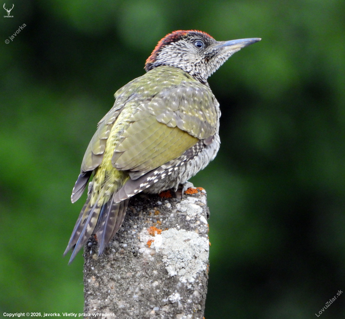 žlna zelená - picus viridis