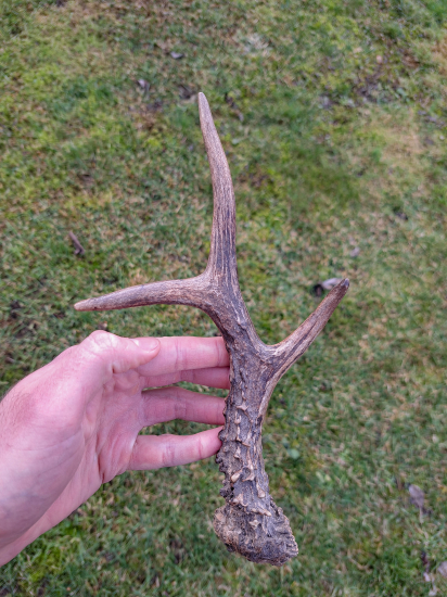 Krajší srnčí zhod