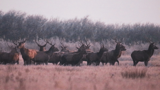 Jelene v mrazivom ráne