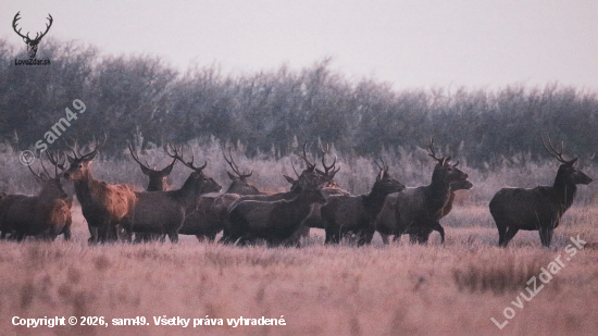 Jelene v mrazivom ráne