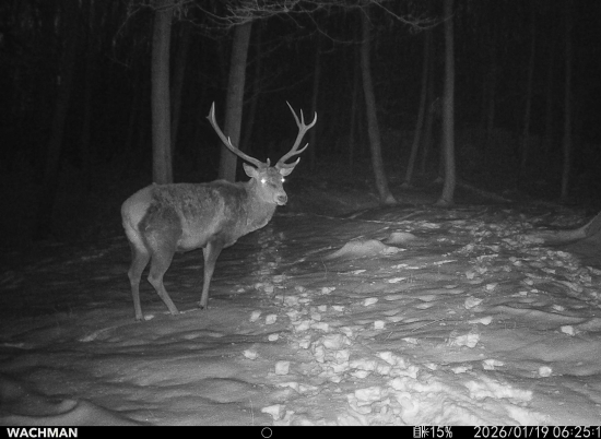 Na jeleňom chodníku