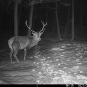 Na jeleňom chodníku