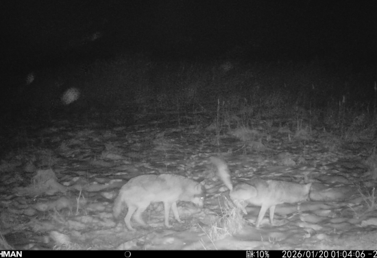 Vĺčie značkovanie