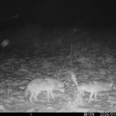 Vĺčie značkovanie