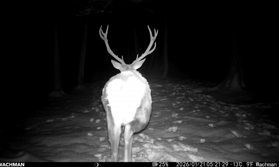 Niekedy je to zadkom na kameru