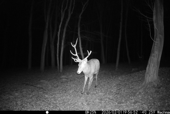 So zlomeným parohom