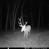 So zlomeným parohom