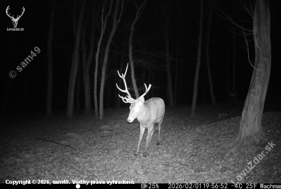 So zlomeným parohom