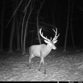 So zasneženým parožím