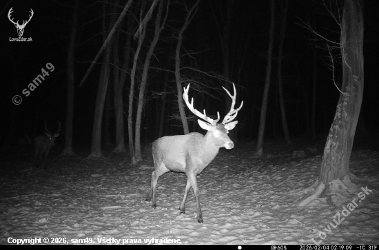 So zasneženým parožím