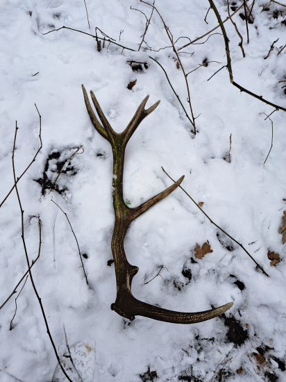 14-torak - minuloročný