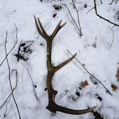 14-torak - minuloročný